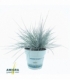 Festuca