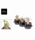 Adenium