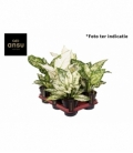 Aglaonema