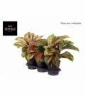 Aglaonema