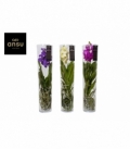 Vanda