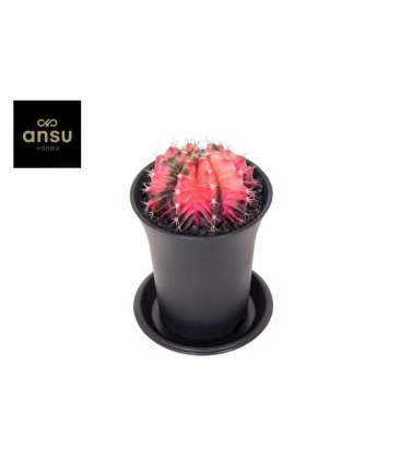 Gymnocalycium