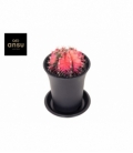 Gymnocalycium