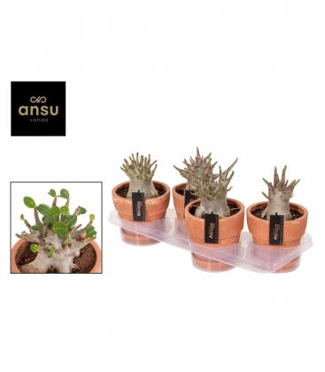 Adenium