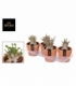 Adenium
