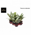 Aglaonema