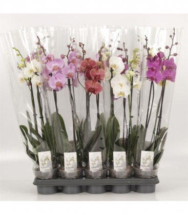 Phalaenopsis