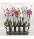 Phalaenopsis