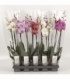 Phalaenopsis