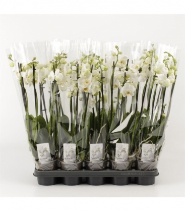 Phalaenopsis