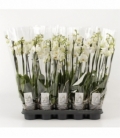 Phalaenopsis