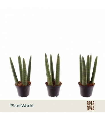 Sansevieria