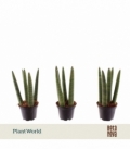 Sansevieria