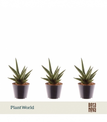 Sansevieria