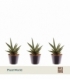 Sansevieria