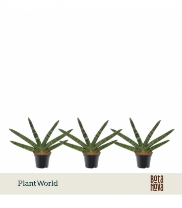 Sansevieria