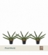 Sansevieria