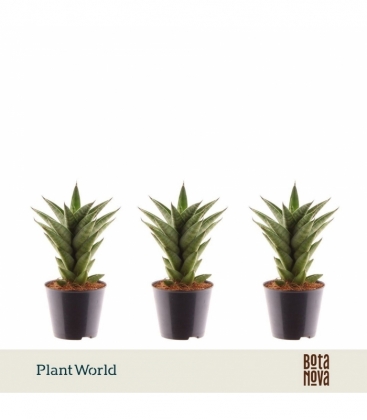Sansevieria