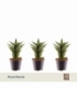 Sansevieria