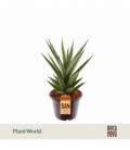 Sansevieria