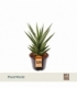 Sansevieria