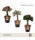 Euphorbia