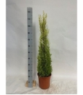 Cupressus