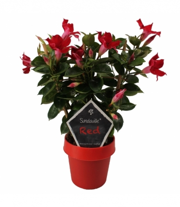 Mandevilla