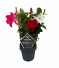 Mandevilla