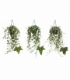 Hedera