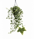 Hedera