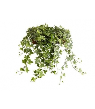 Hedera