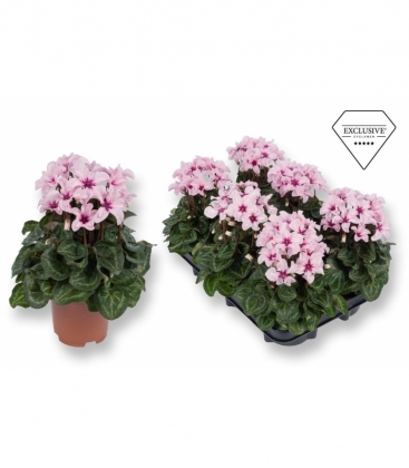 Cyclamen