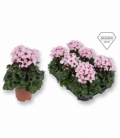 Cyclamen