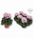 Cyclamen