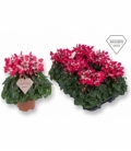 Cyclamen