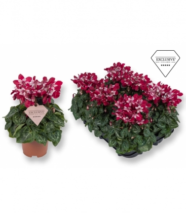 Cyclamen