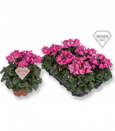 Cyclamen