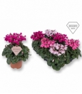 Cyclamen