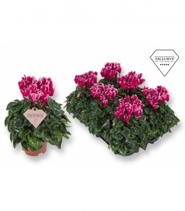 Cyclamen