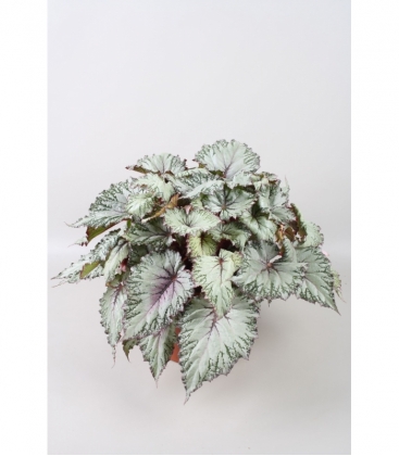 Begonia