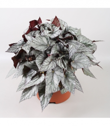 Begonia