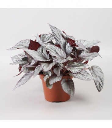 Begonia