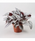 Begonia
