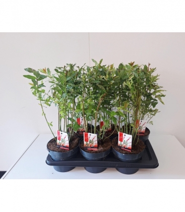 Salix