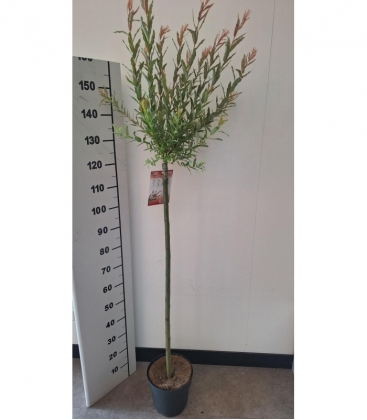 Salix