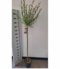 Salix