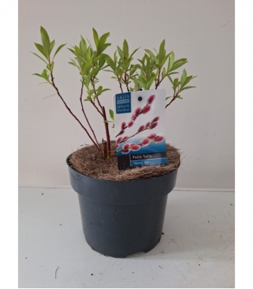 Salix