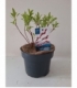 Salix