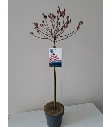 Salix